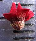  Hypanthium bearing 5 sepals